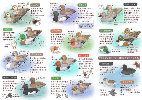 そのへんの池にいる カモずかん