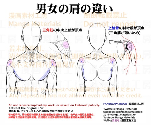 個人メモ：男女の肩の違い