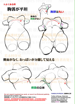 個人メモ：アオリの胴体・胸部