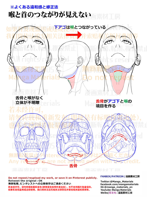 個人メモ：顎～首のつながり