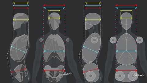 男性の体幹モデル化