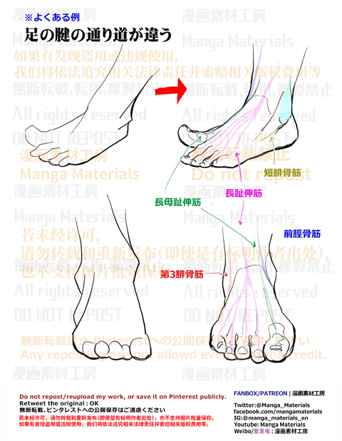個人メモ：足の腱の流れ