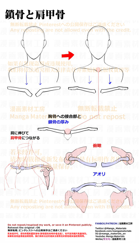個人メモ：鎖骨