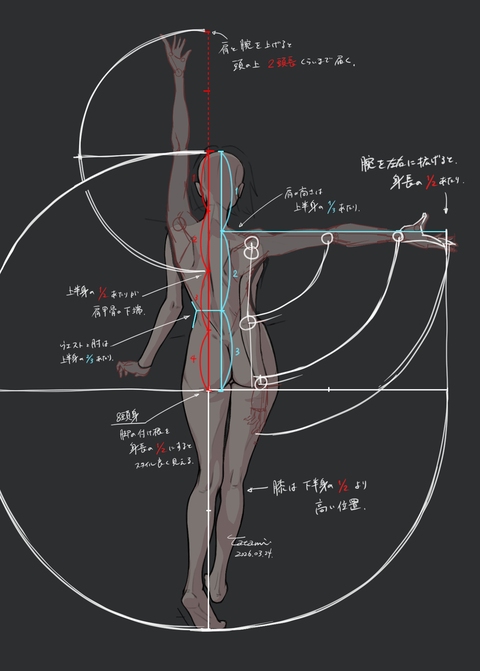 女性の全身比率の例