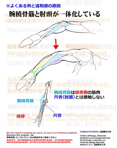 個人メモ：上腕の構造
