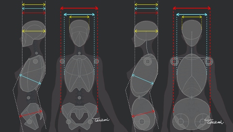 女性の体幹モデル化